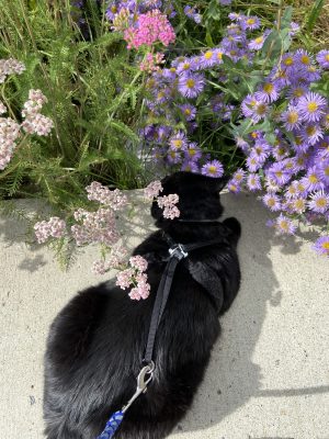 Murph trying to eat the flowers